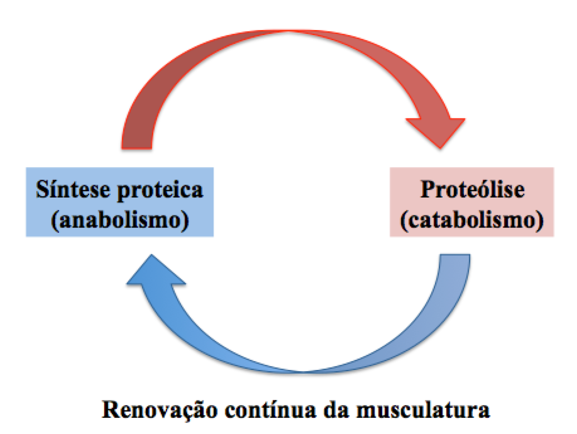 Ilustração mostra a renovação da musculatura em indivíduos comuns.